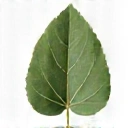 Ícono de ingredientes naturales
